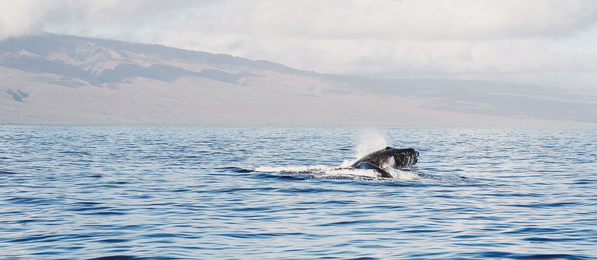 whale emerging from the ocean