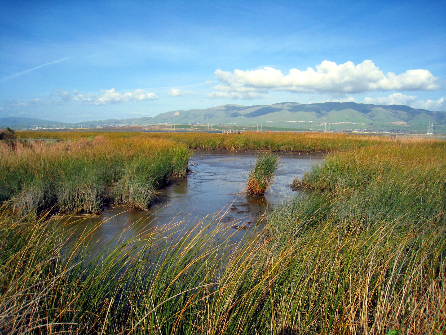 habitats tidal marsh