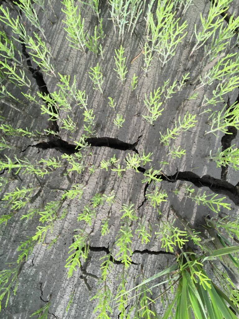 Top-down view of small marsh plants in cracked mud