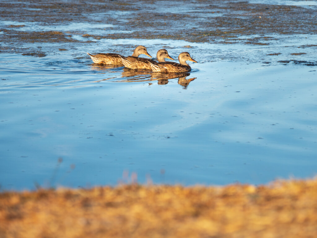 Three birds swimming in a line