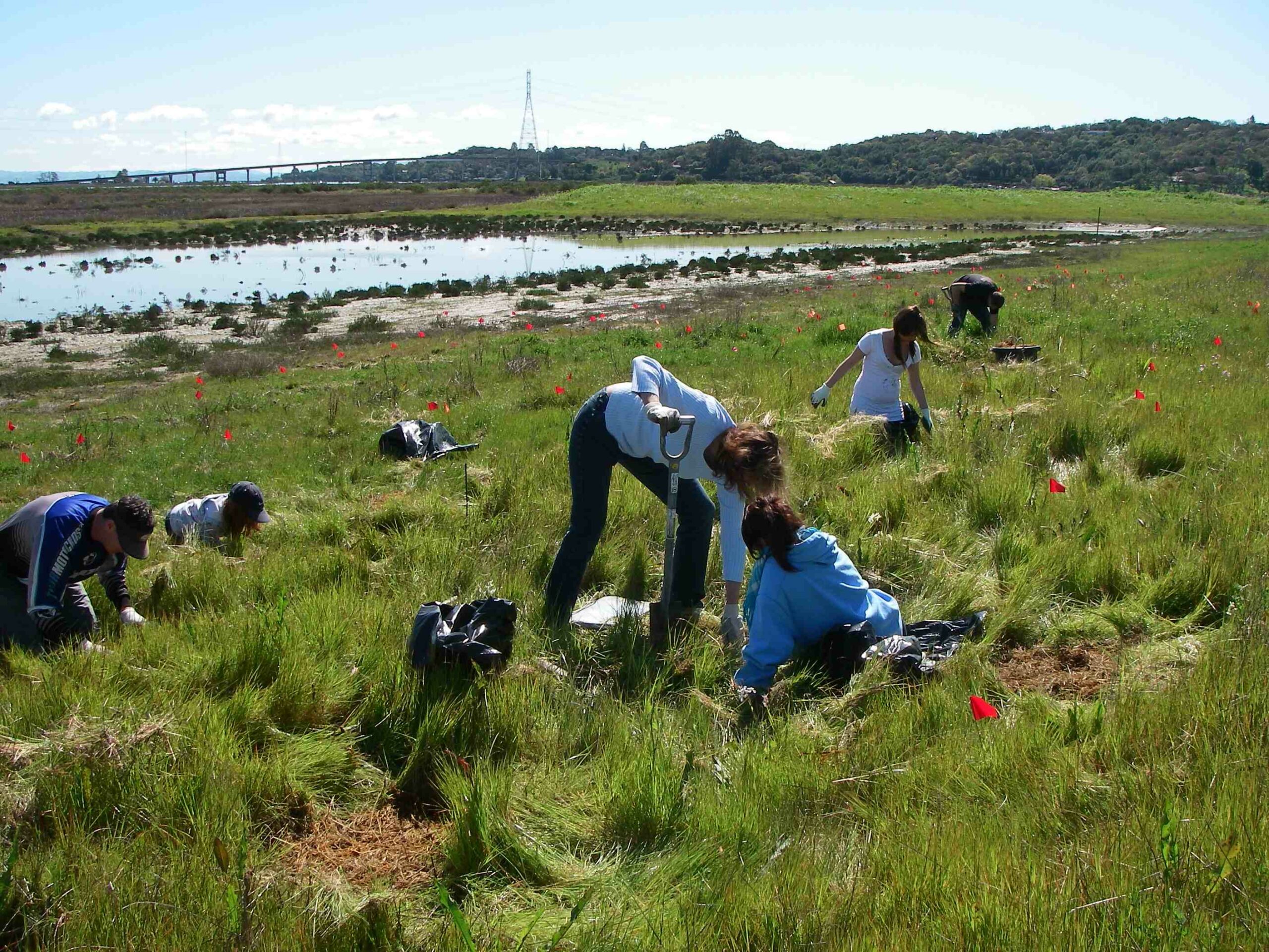 Volunteers helping with Restoration of the estuary