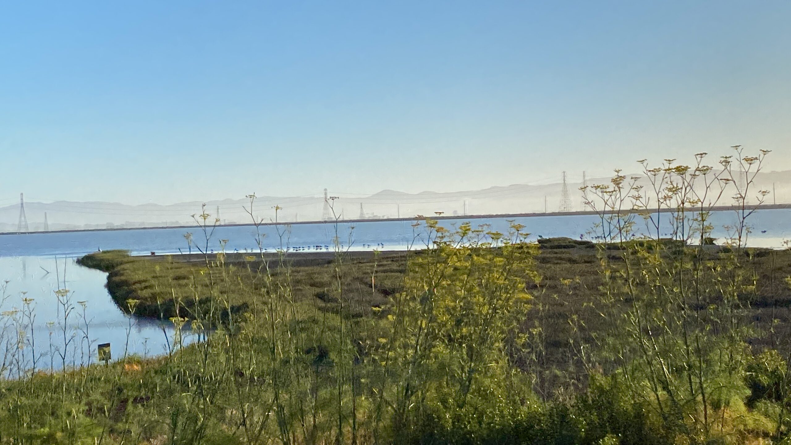 San Francisco Wetlands