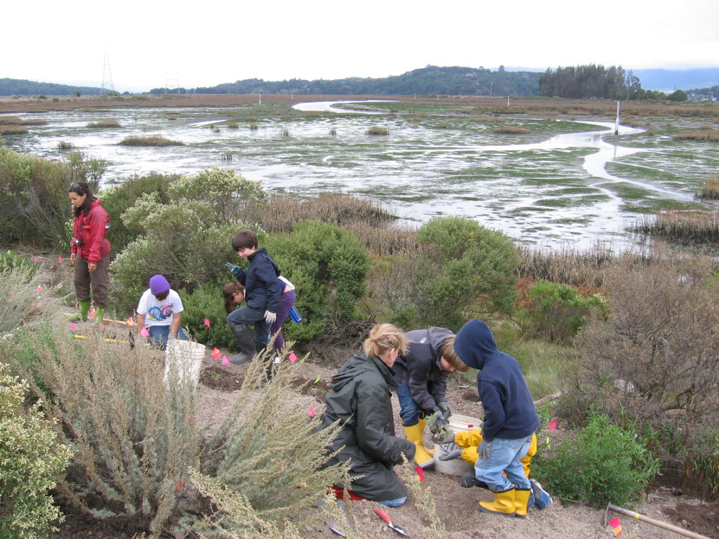 kids planting baylands