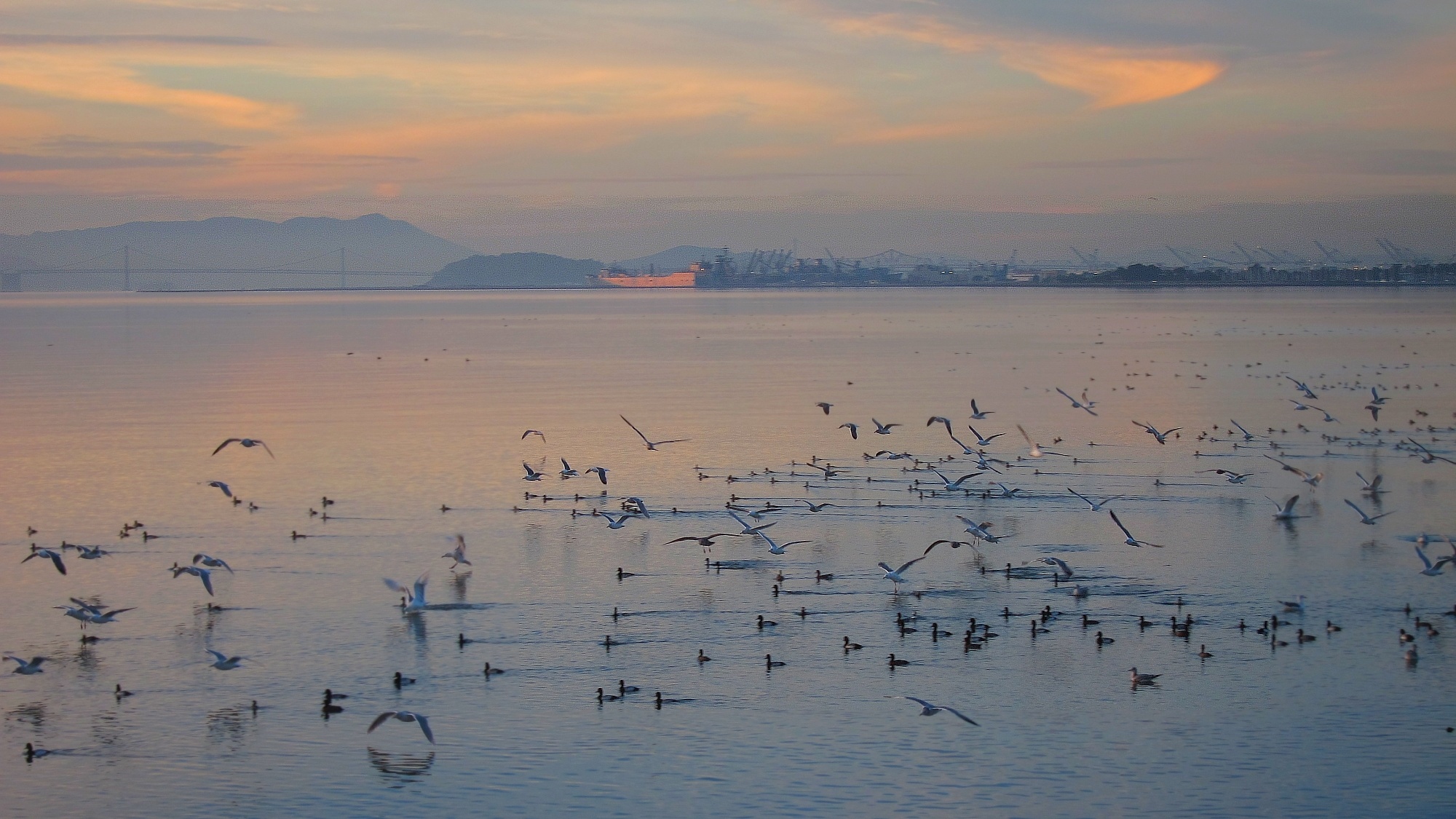 Small birds landing in water at sunset