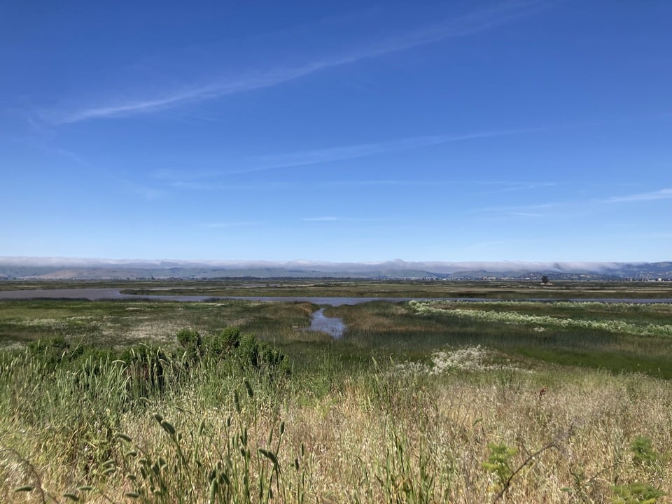 View of wetland from grassy upland area.