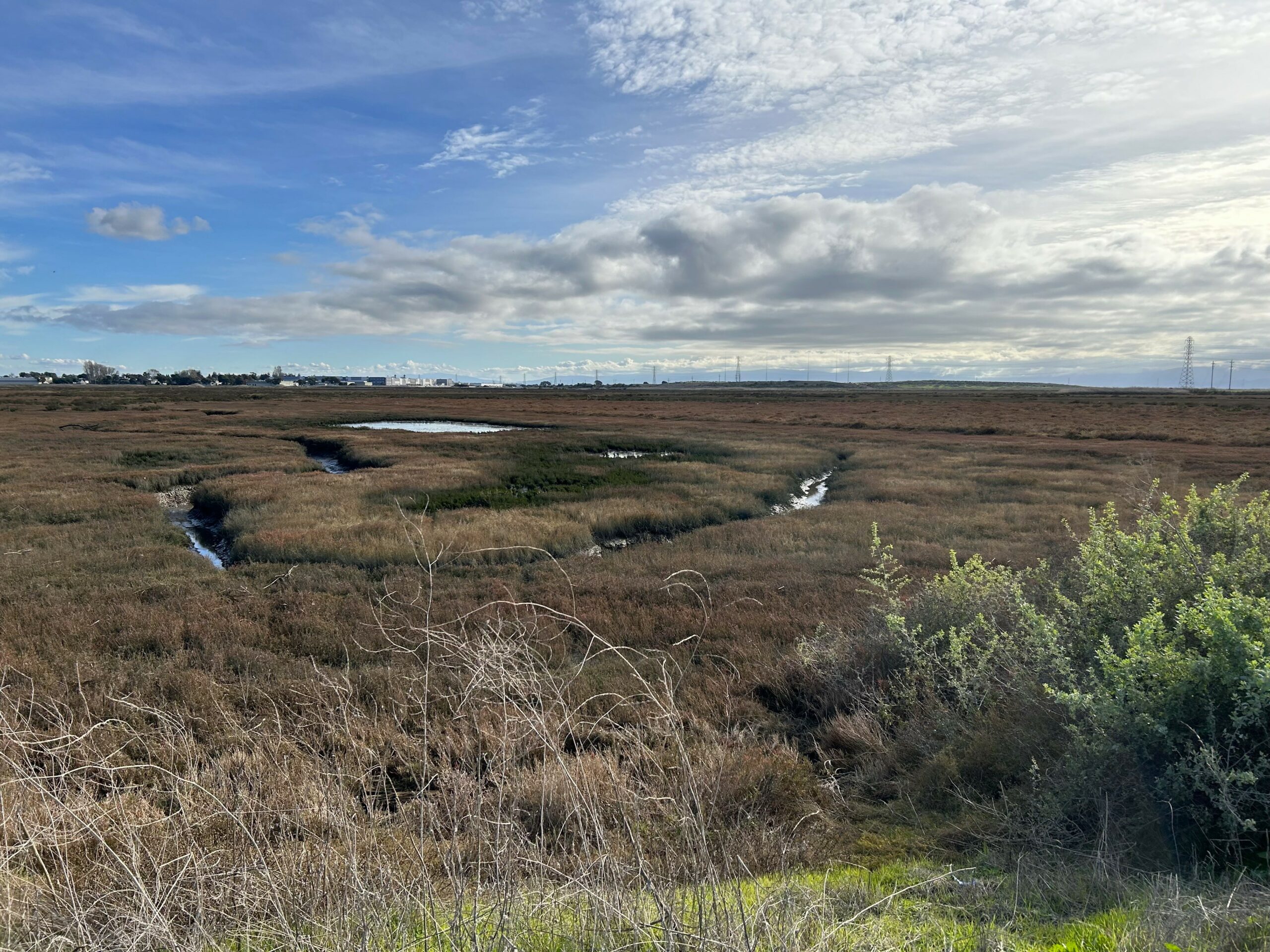 View of an expansive wetland from an adjacent berm