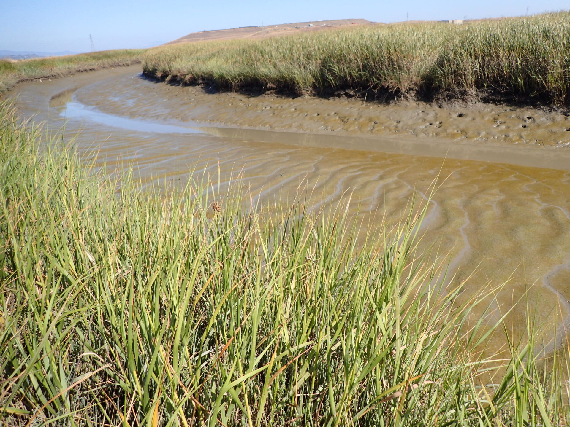 View of a marsh channel at low tide