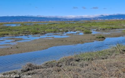 Tidal Marsh Extent Webinar