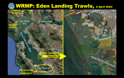 OG Fish Lab Blog Post: WRMP Eden Landing Trawls