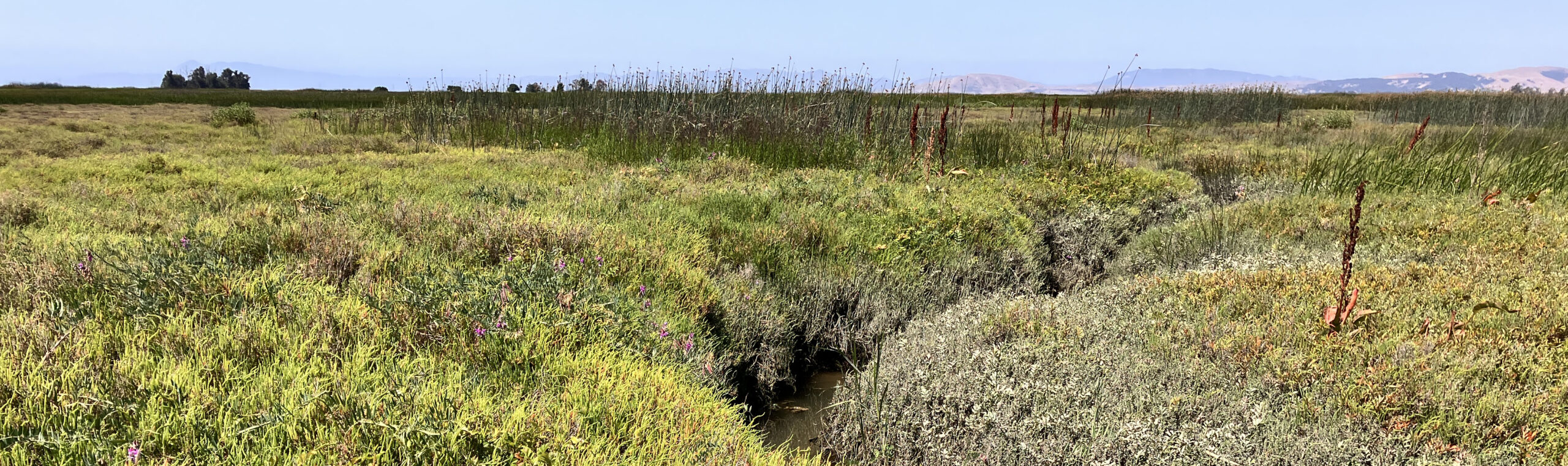Photo of a tidal brackish wetland in the summer. The wetland is bisected by a small tidal channel that has a small amount of water in it. Plant height ranges from less than a foot to several feet tall. In the background is a slightly hazy blue sky and distant brown hills.