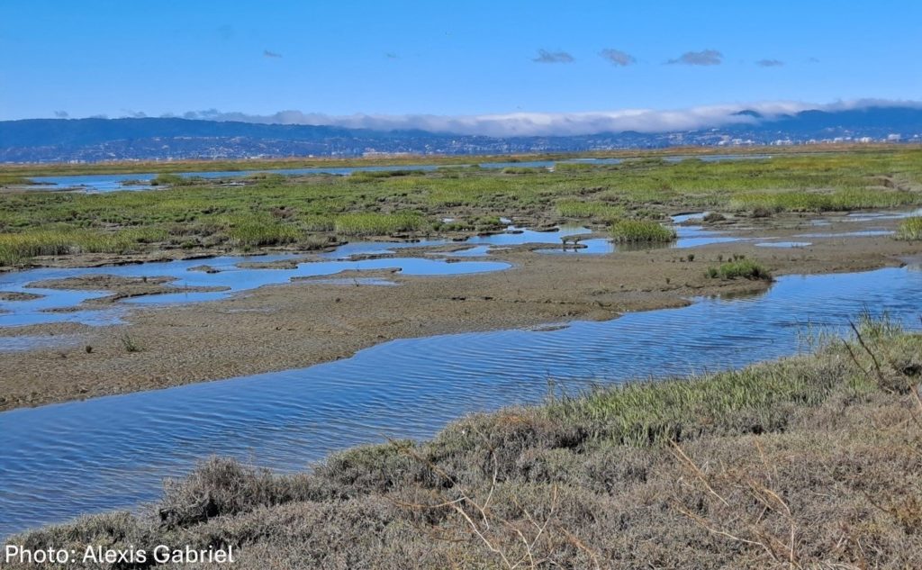 Tidal Marsh Extent Webinar