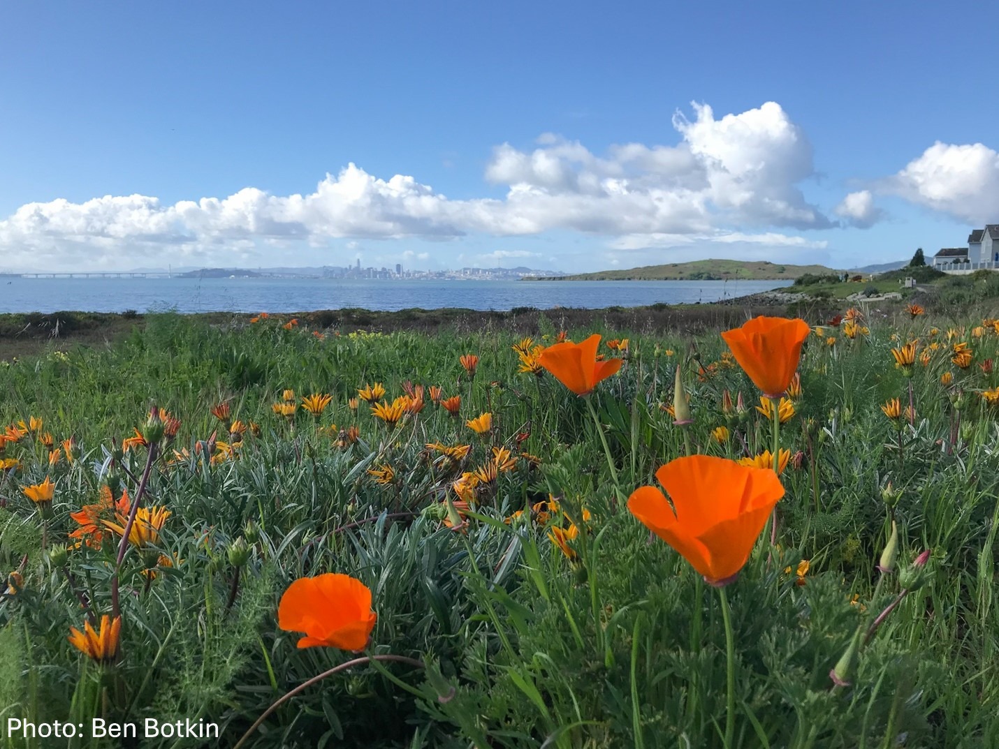 Field of orange poppies with water and sky in the background
