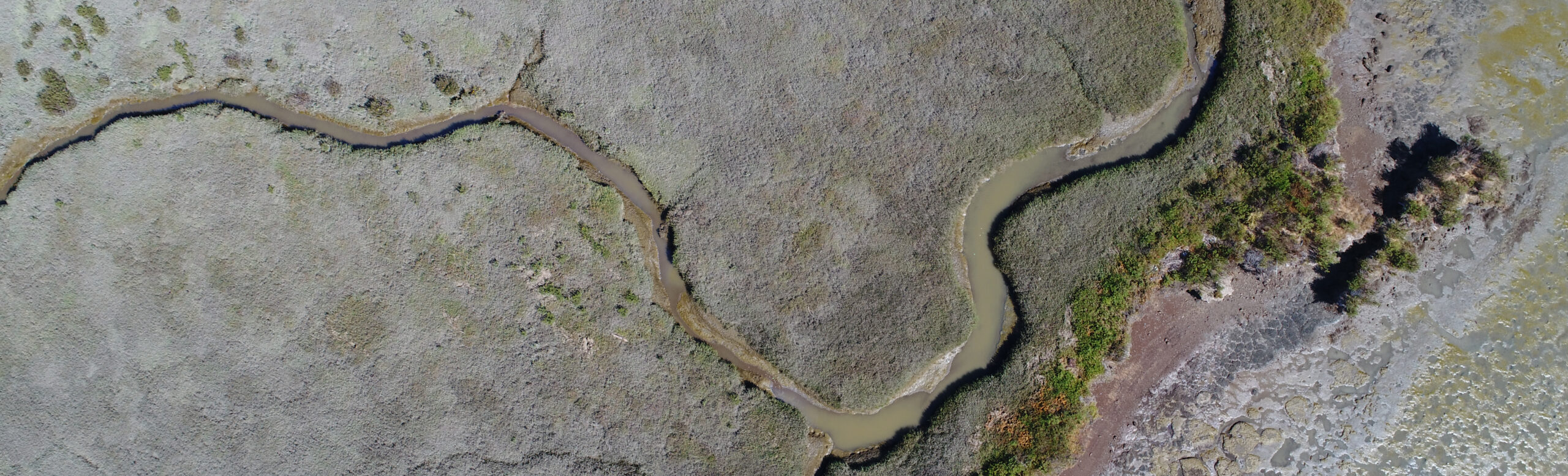 Drone image over a vegetated wetland. The wetland and a sinuous tidal channel span most of the image. Along the right side, a mudflat is exposed at low tide.