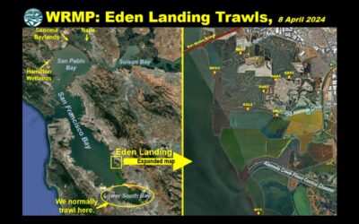 OG Fish Lab Blog Post: WRMP Eden Landing Trawls