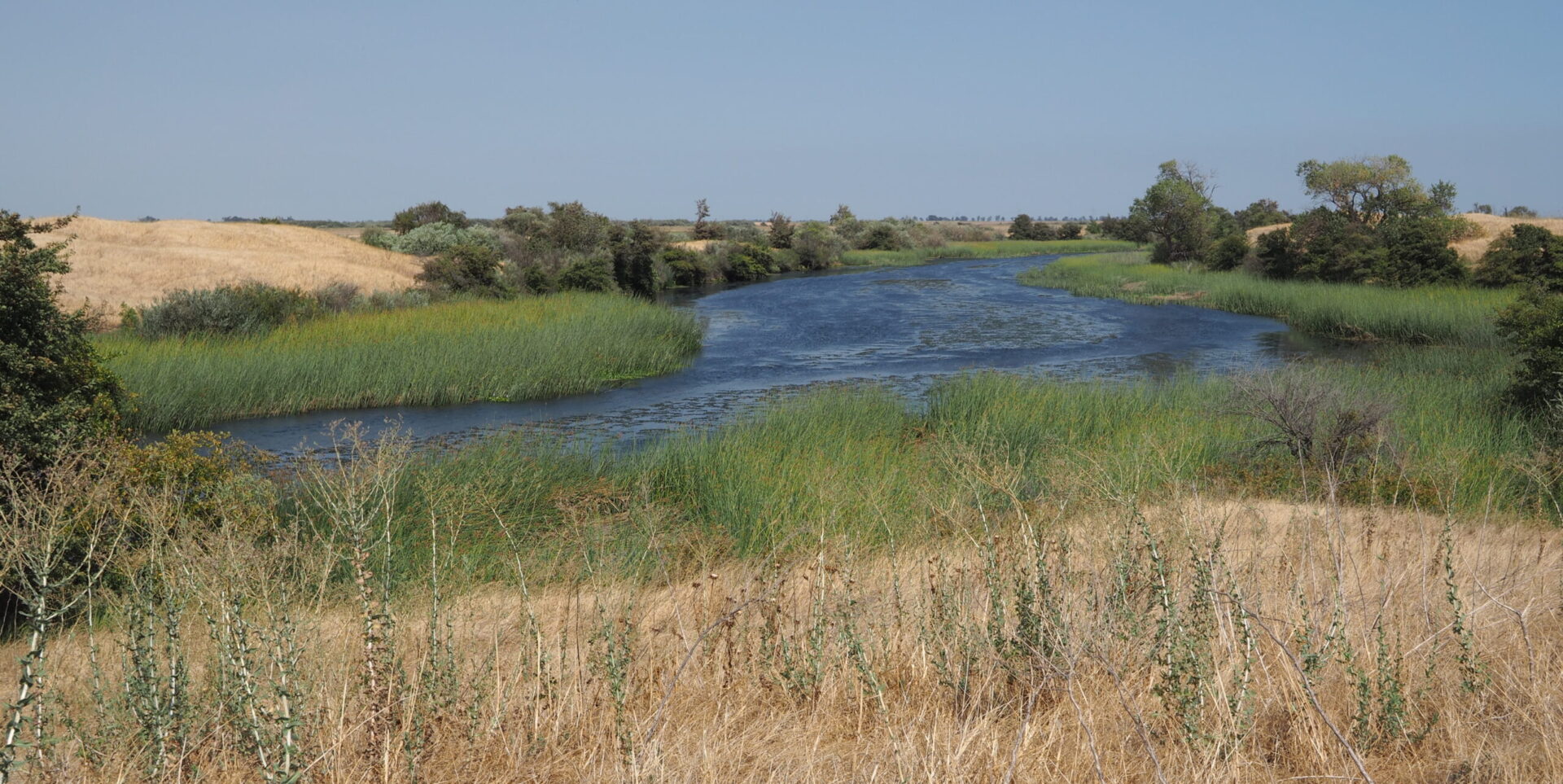A slough bordered by marsh vegetation winds its way through hills of yellow grass