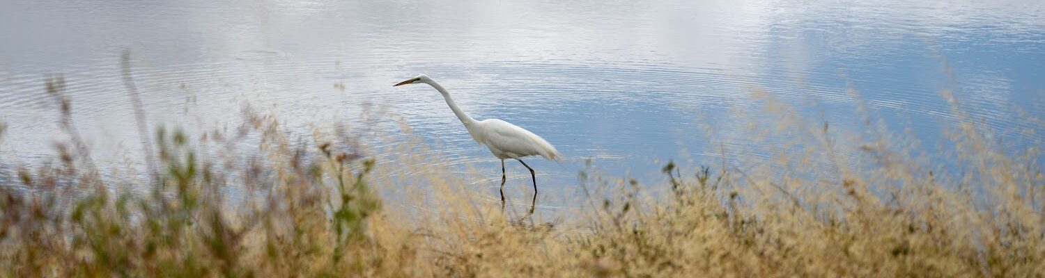 Bird with long black legs and a large white body walking in shallow water along a tidal wetland edge.