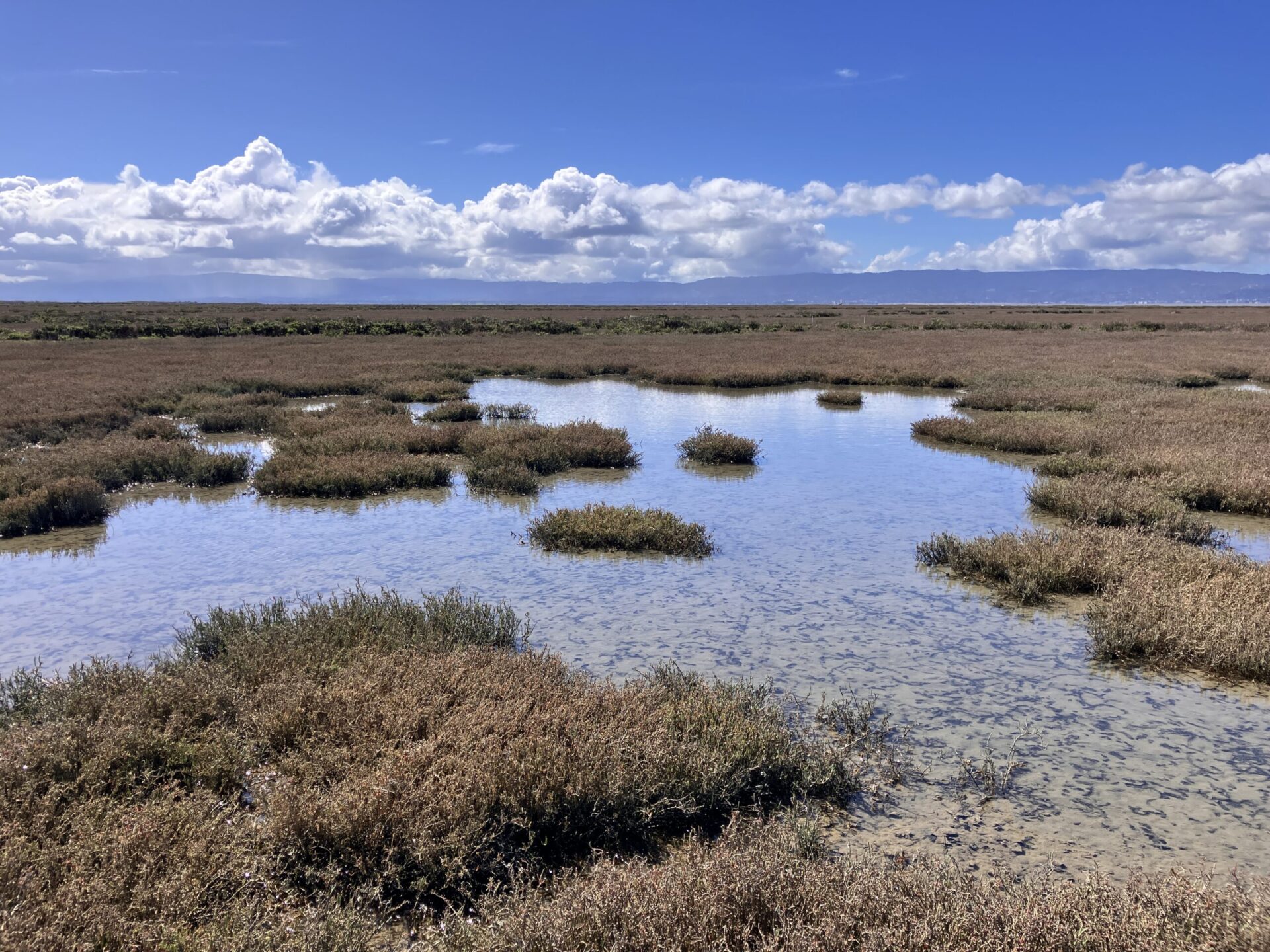 Tidal wetland with low growing vegetation and tidal pannes with shallow water interspersed throughout. The sky contains some fluffy clouds over hills that are visible in the distance.