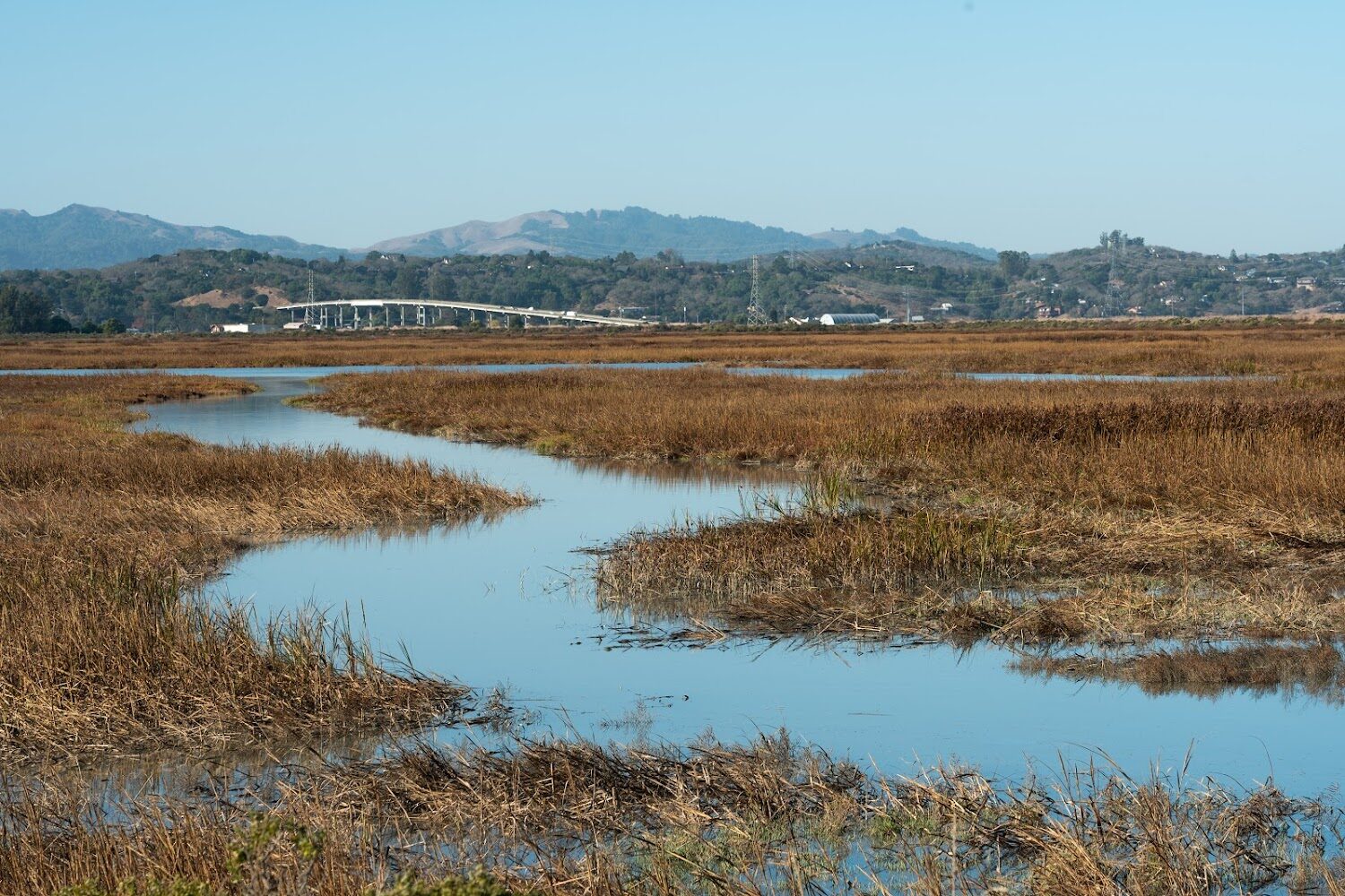 Highway 37 bridge in the background rising out of the wetland. Hills behind it.