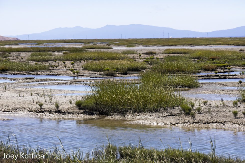 Marshlands