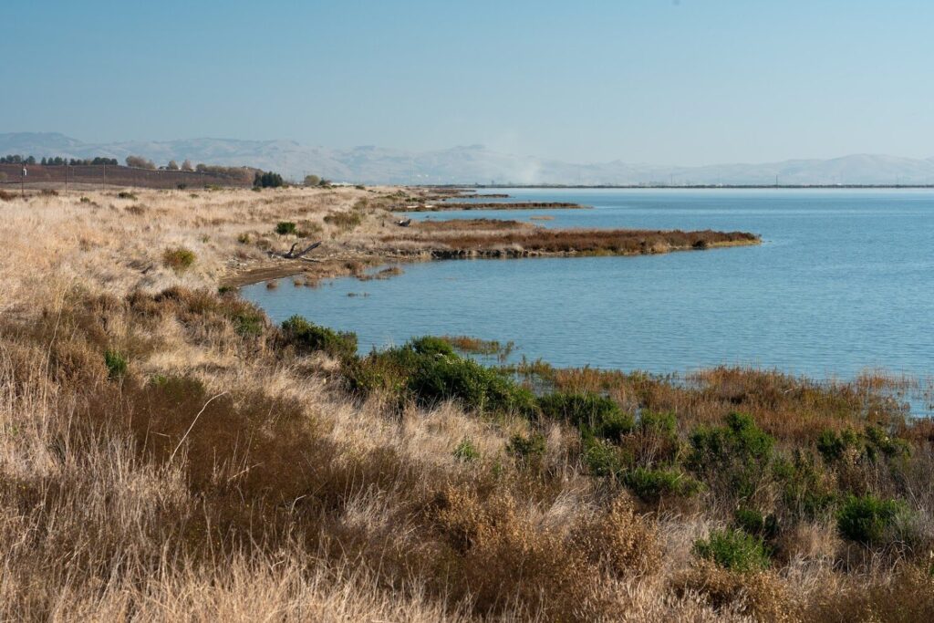 Marsh vegetation growing out from the left into the Bay on the right