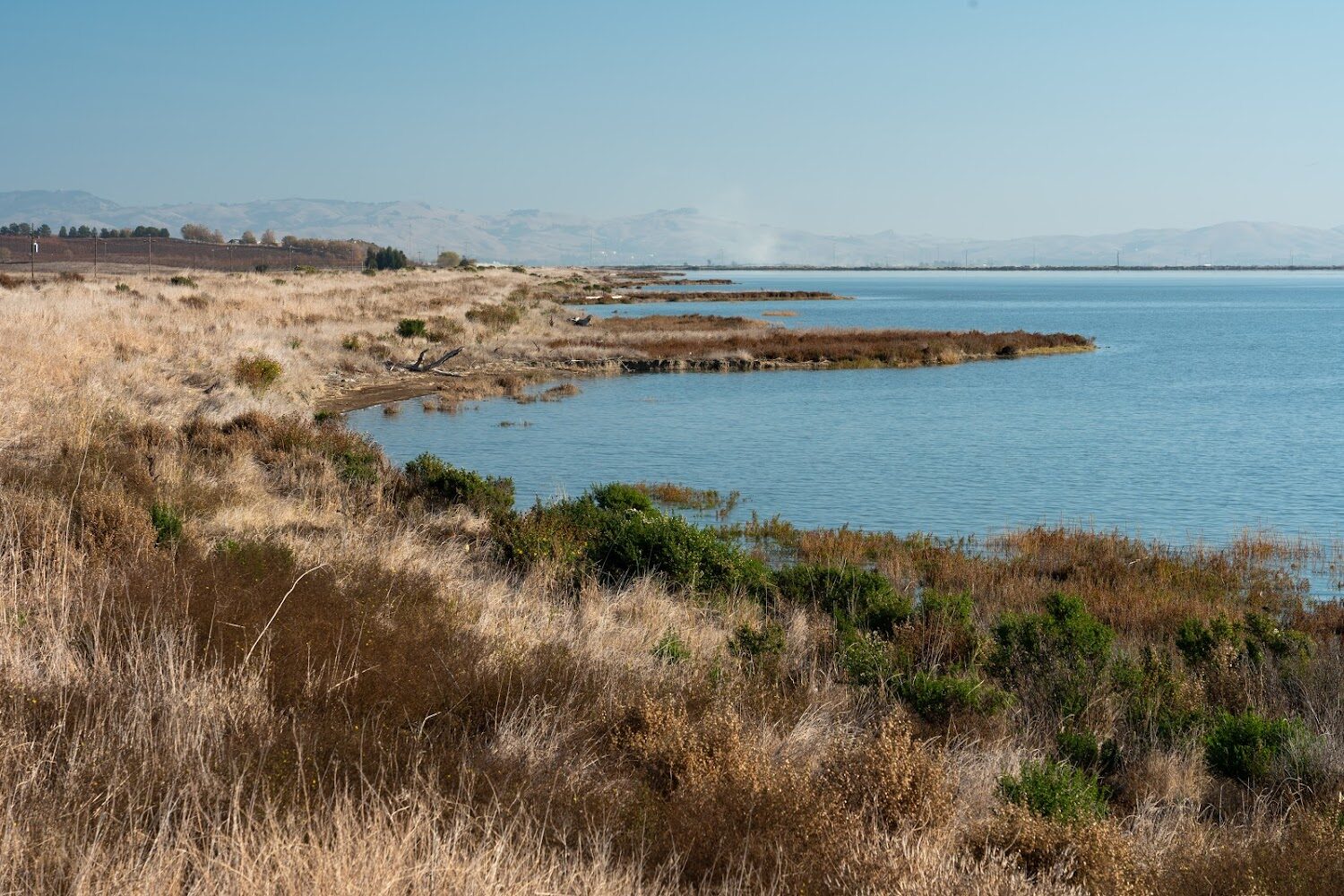 Marsh vegetation growing out from the left into the Bay on the right