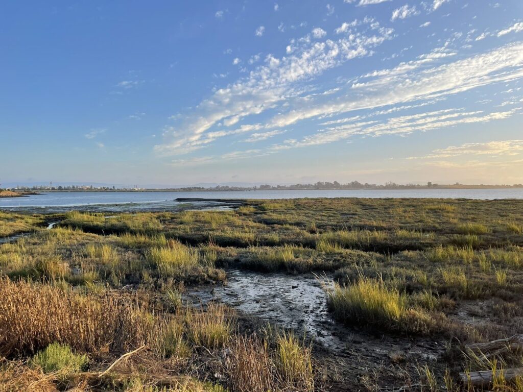 Marsh vegetation with the Bay and urban skyline in the background