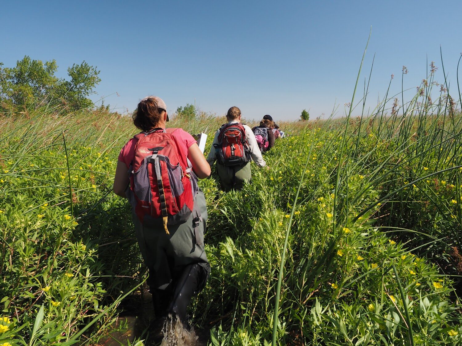 Group of surveyors walk through shoulder height wetland vegetation