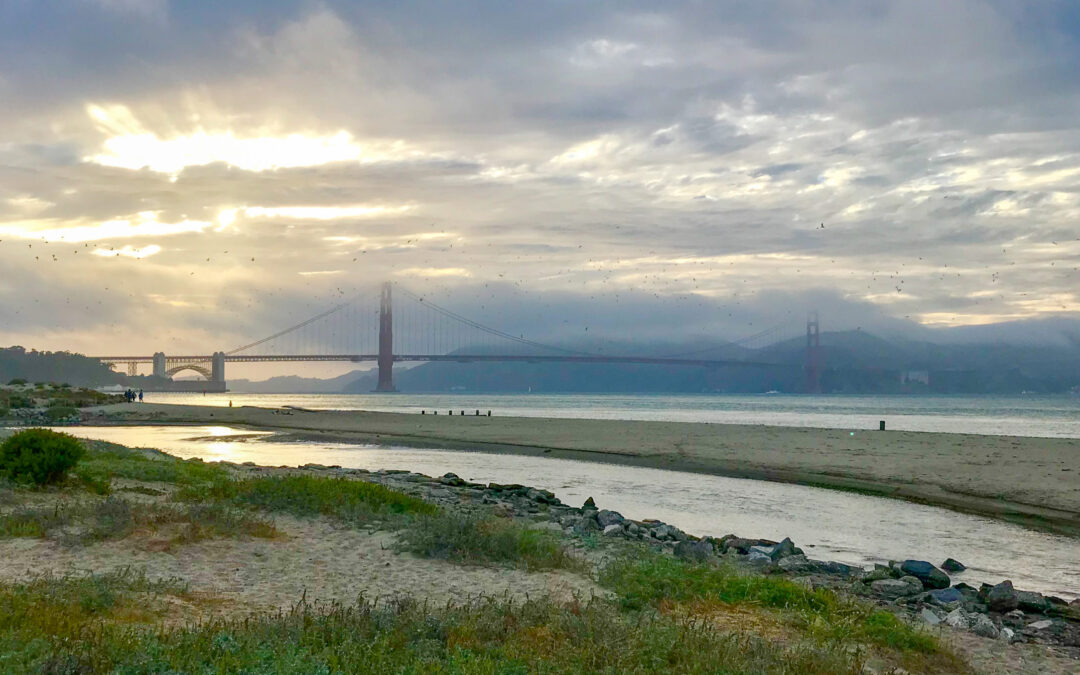 Wetlands, Water Quality, and PCBs in San Francisco Bay