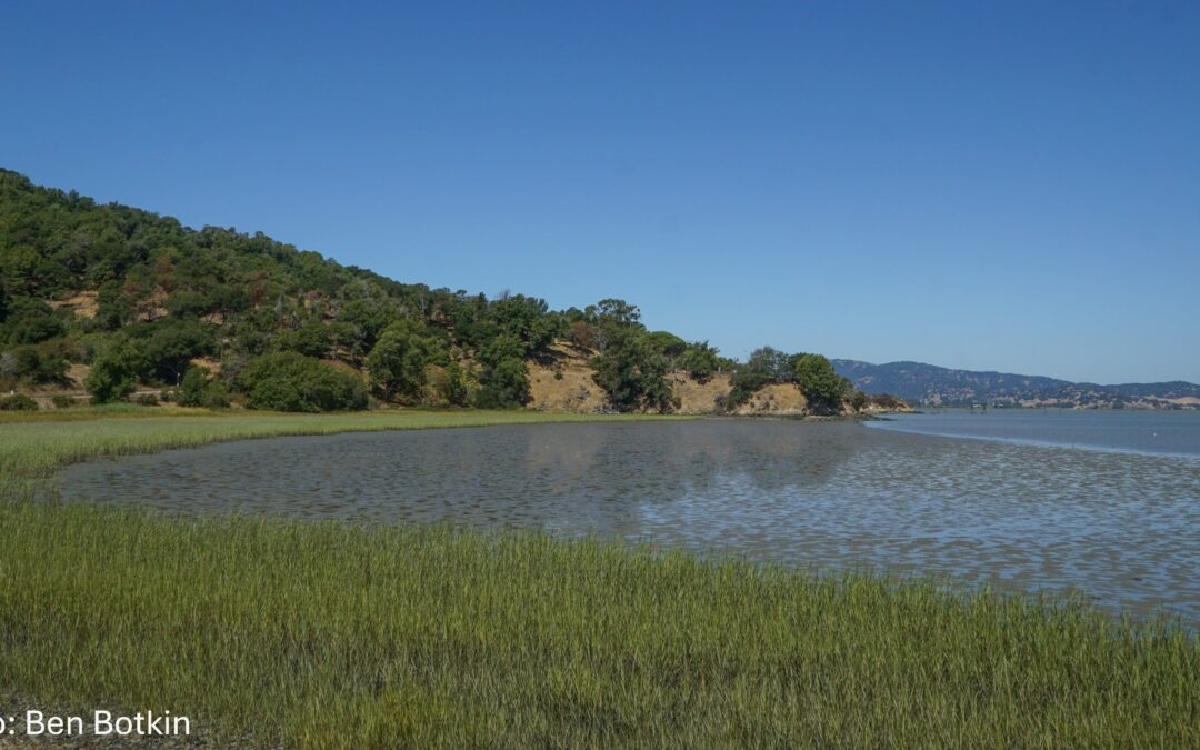 Green marsh curving around a wide mudflat covered in shallow water, with a tree-covered hillside on the far side.