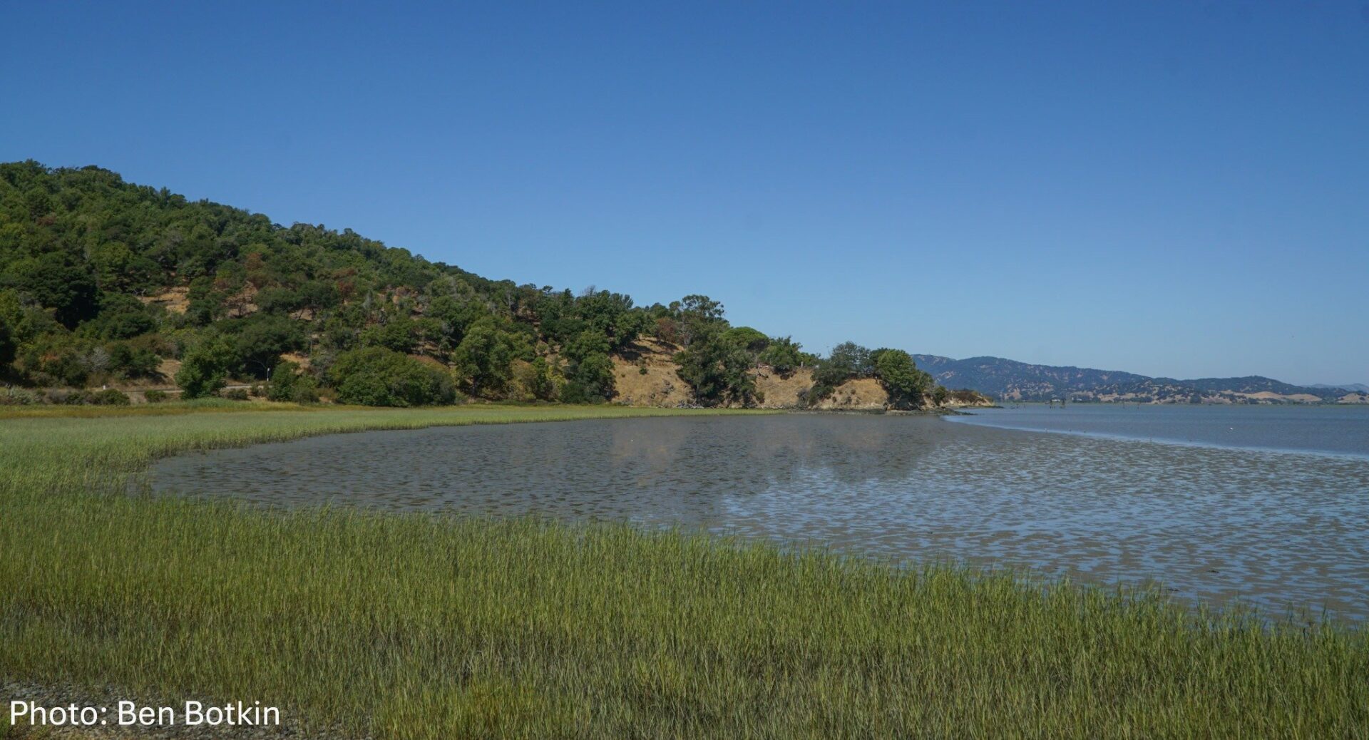 Green marsh curving around a wide mudflat covered in shallow water, with a tree-covered hillside on the far side.