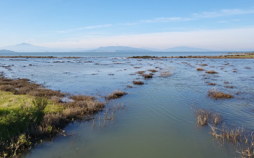 Wetlands and Flood Risk Reduction StoryMap